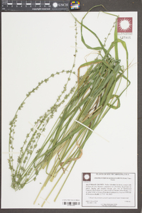 Chasmanthium sessiliflorum image