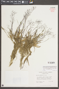 Dichanthelium chamaelonche subsp. chamaelonche image