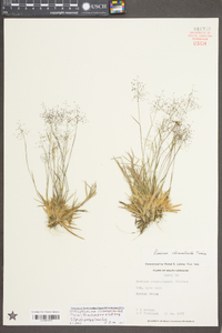 Dichanthelium chamaelonche subsp. chamaelonche image