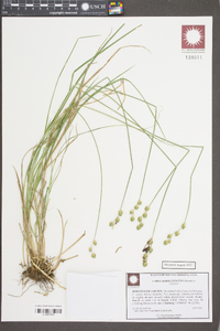 Carex albolutescens image