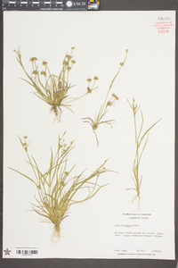 Juncus repens image