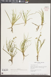 Juncus repens image