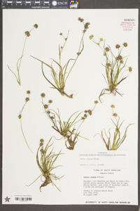 Juncus repens image