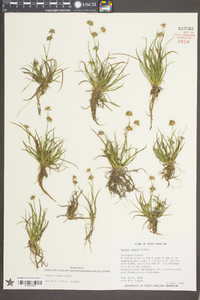 Juncus repens image