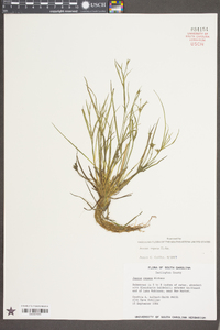 Juncus repens image