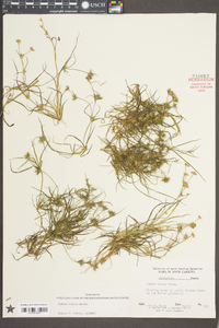 Juncus repens image