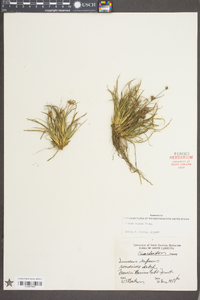 Juncus repens image