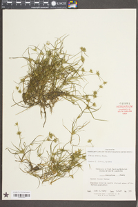 Juncus repens image