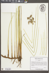 Juncus roemerianus image