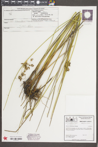 Juncus roemerianus image