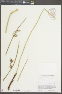 Juncus roemerianus image