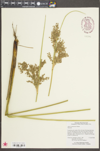 Juncus roemerianus image