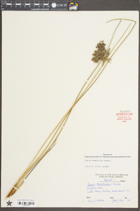 Juncus roemerianus image