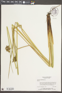 Juncus roemerianus image