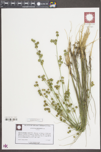 Juncus scirpoides image