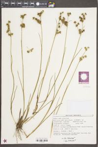 Juncus scirpoides image