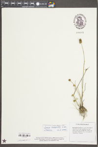 Juncus scirpoides image