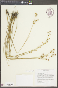 Juncus scirpoides image