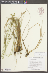 Juncus scirpoides image