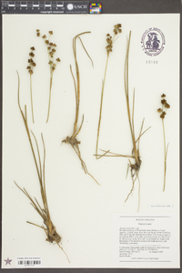 Juncus scirpoides image