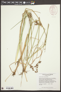 Juncus trigonocarpus image