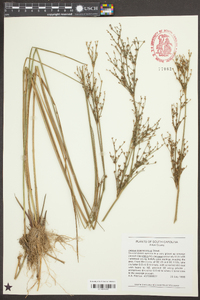 Juncus trigonocarpus image