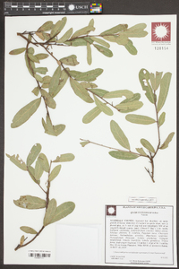 Quercus pumila image