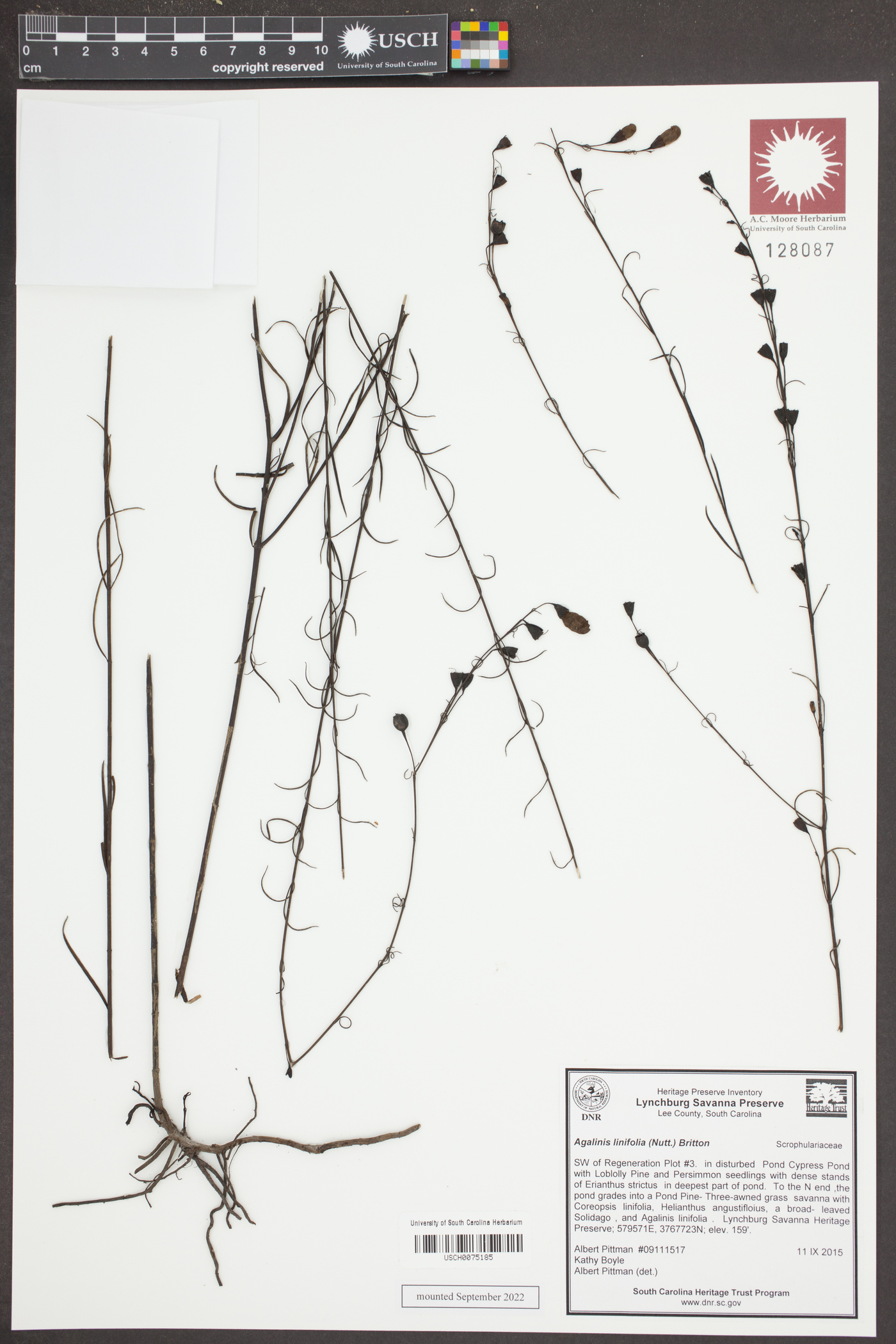 Agalinis linifolia image