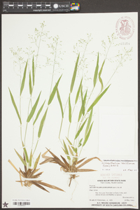 Dichanthelium laxiflorum image