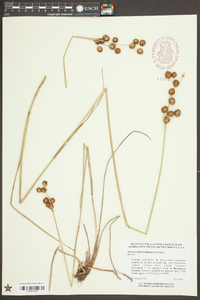 Juncus polycephalus image