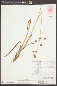 Juncus polycephalus image