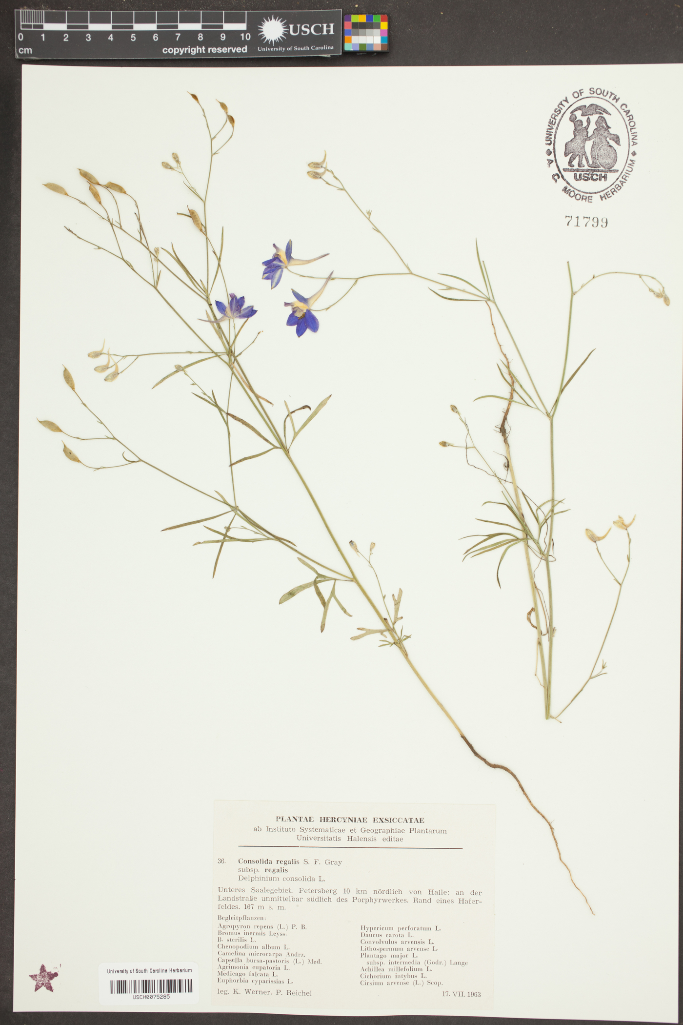 Consolida regalis subsp. regalis image