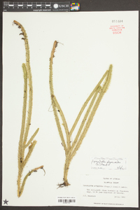 Lycopodiella alopecuroides image