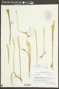 Lycopodiella alopecuroides image