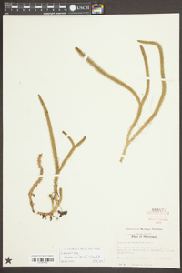 Lycopodiella alopecuroides image