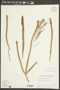 Lycopodiella alopecuroides image