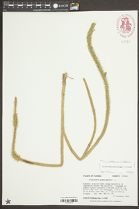 Lycopodiella alopecuroides image