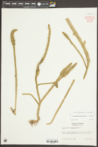 Lycopodiella alopecuroides image