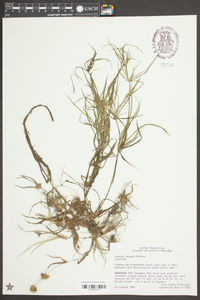 Juncus repens image