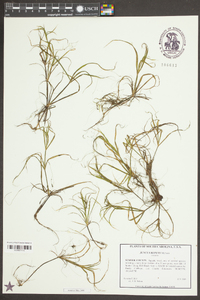 Juncus repens image