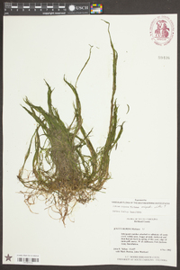 Juncus repens image