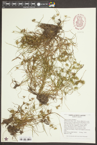 Juncus repens image