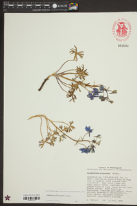 Delphinium glareosum image