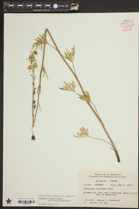 Delphinium carolinianum subsp. virescens image