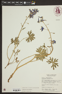 Delphinium tricorne image