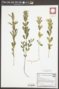 Dyschoriste oblongifolia image