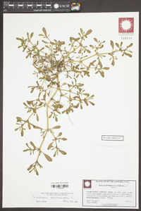 Trianthema portulacastrum image