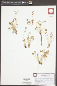 Oxalis articulata image