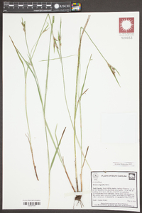 Scleria oligantha image