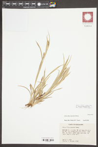 Carex flaccosperma image